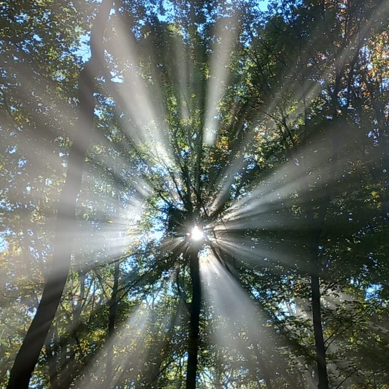 Die Sonne schickt ihren Strahlenkranz durch die Baumkrone u